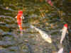 IMGP1890.JPG (324859 octets)
